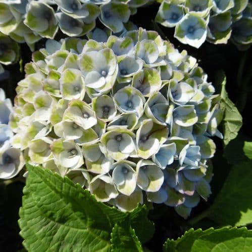 Hydrangea macrophylla Magical Revolution = 'Hokomarero' (PBR) (Magical Series) AGM - Blue
