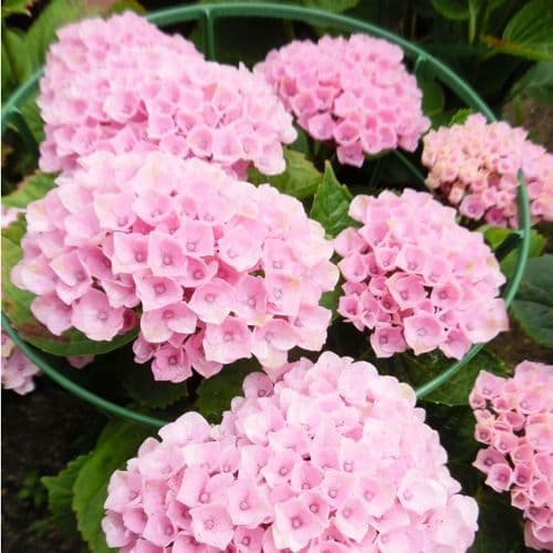 Hydrangea macrophylla Magical Revolution = 'Hokomarevo' (PBR) (Magical Series) AGM - Pink