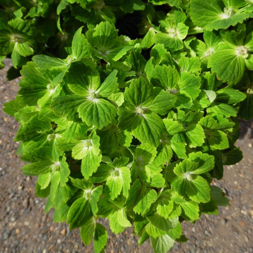 Hydrangea macrophylla Magical Rhapsody Hortmarahso PBR Magical Series H AGM