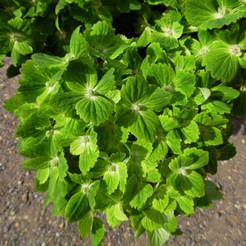 Hydrangea macrophylla Magical Rhapsody = 'Hortmarahso' (PBR) (Magical Series) (H) AGM