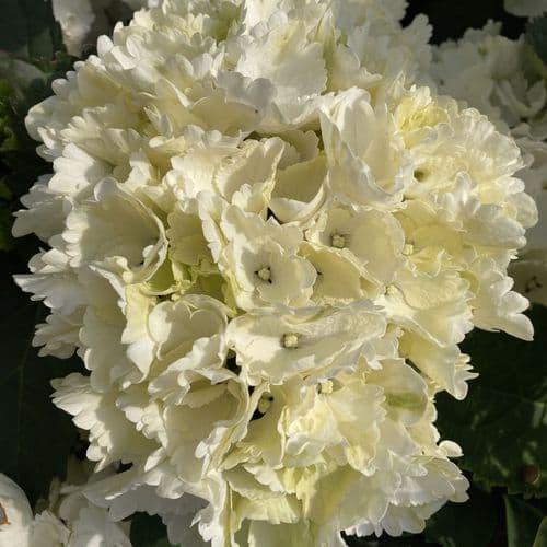 Hydrangea macrophylla Magical Snowflake