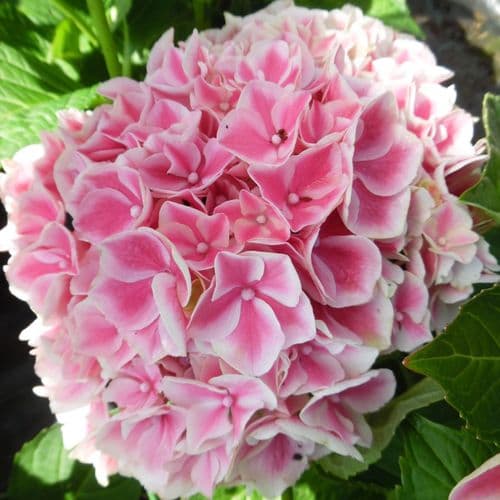 Hydrangea macrophylla Magical Sunshine 'Hortmasun'