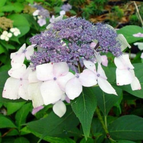 Hydrangea macrophylla Mariesii Perfecta (L) Large Specimen Plant