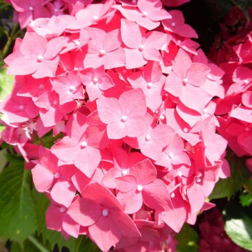 Hydrangea macrophylla Masja (H)