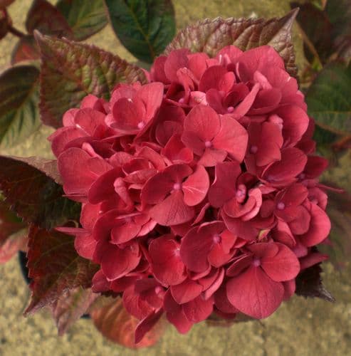 Hydrangea macrophylla Merveille Sanguine (H)