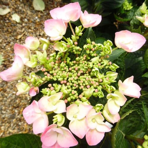 Hydrangea macrophylla Messalina (L)
