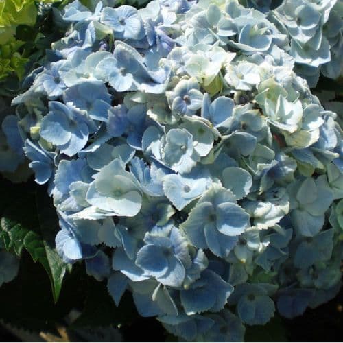 Hydrangea macrophylla Minty Ice (Flair & Flavour Series) (H)