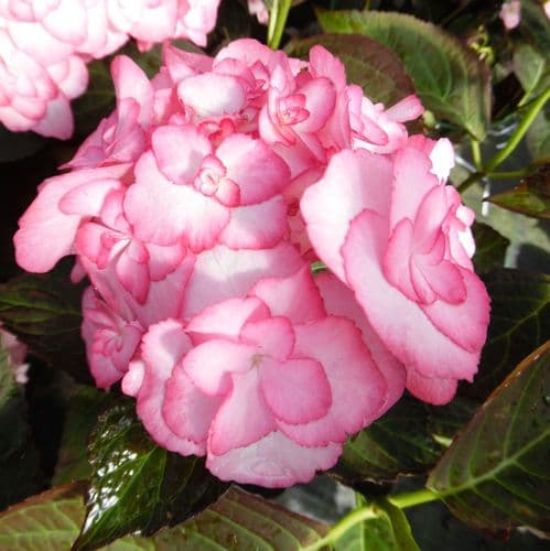 Hydrangea macrophylla MISS SAORI (H20-2) (PBR)