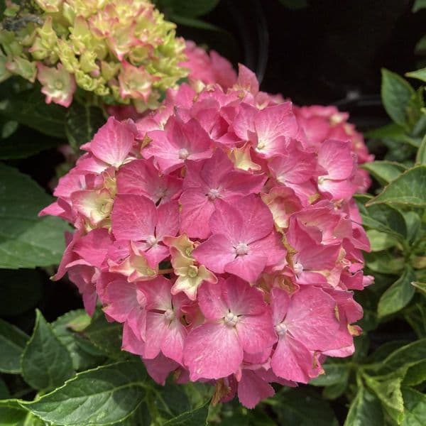Hydrangea macrophylla Pia H