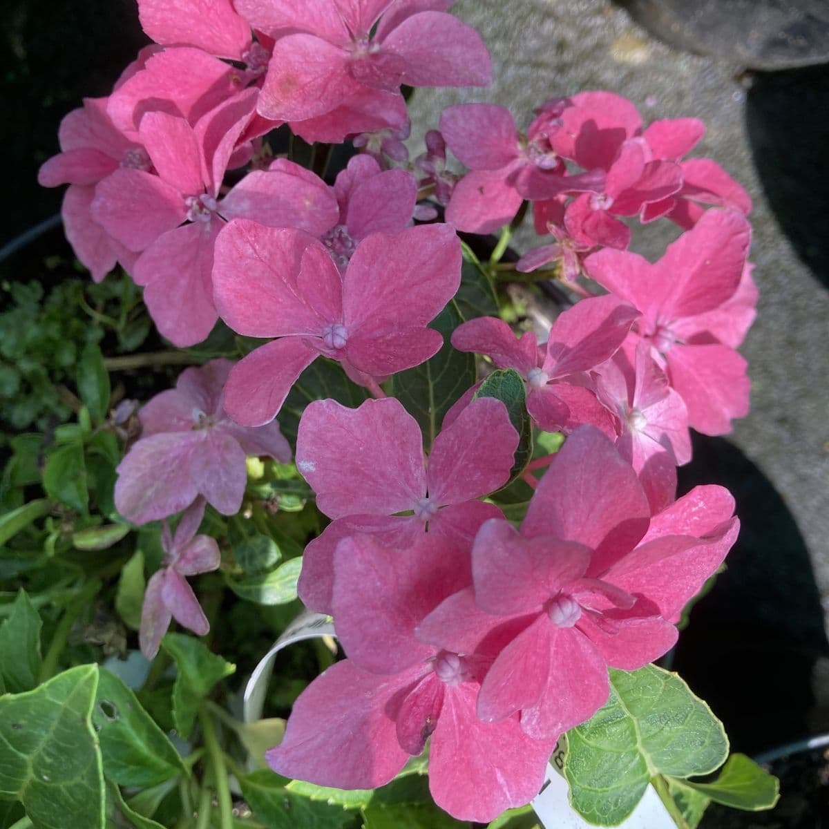 Hydrangea Pia Hydrangea macrophylla Pia H