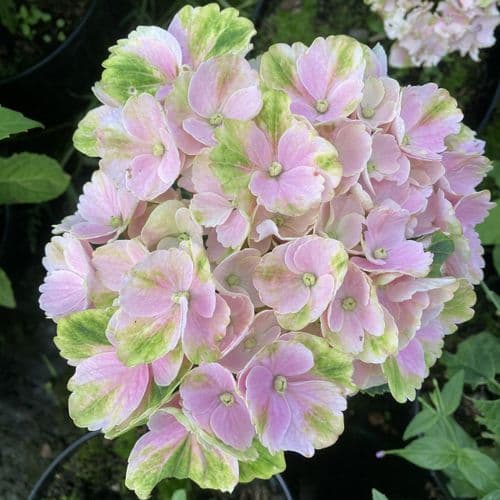 Hydrangea macrophylla Pink EVER BELLES 'Hokomaplico'