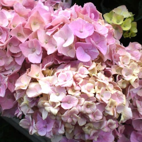 Hydrangea macrophylla Pink Lollipop (Flair & Flavour Series) (H)
