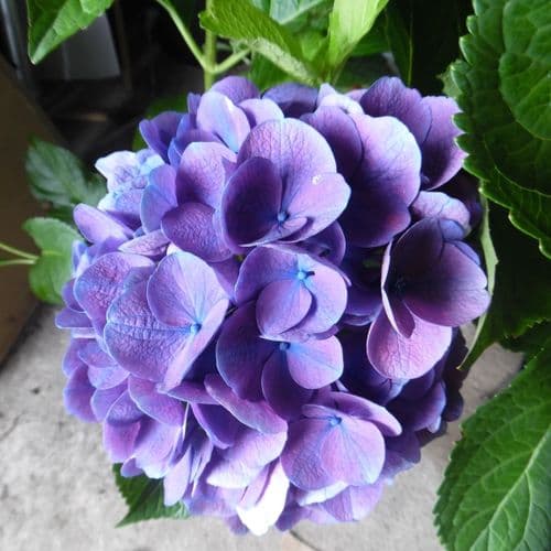 Hydrangea macrophylla Rathen Large Specimen Plant