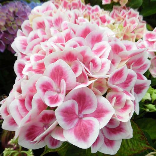 Hydrangea macrophylla Red Ace (H)