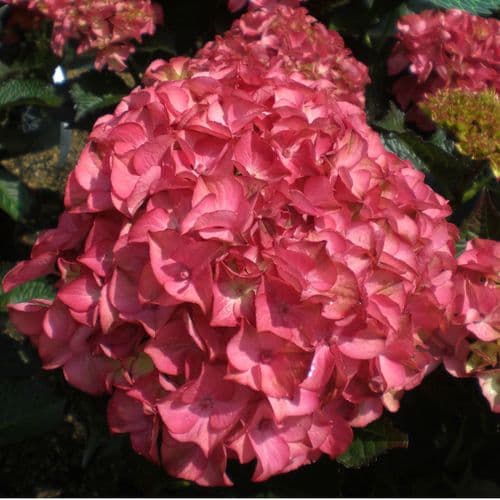 Hydrangea macrophylla Red Angel (H)