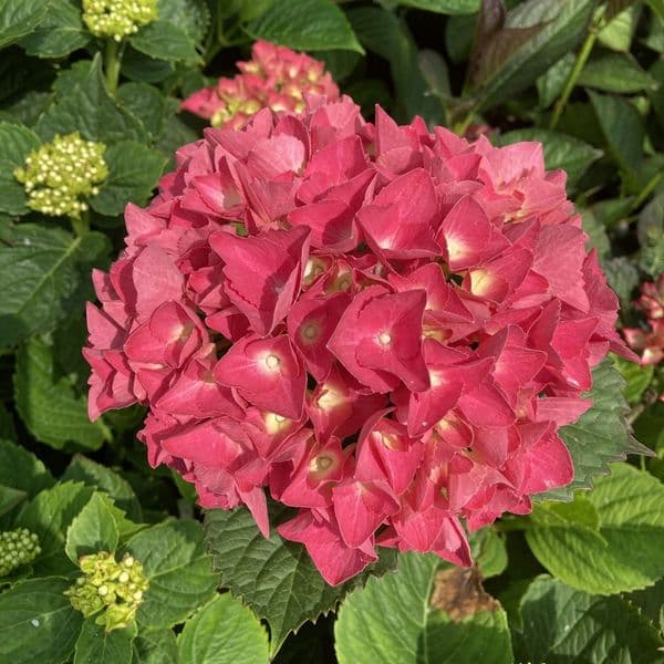 Hydrangea macrophylla Red Baron (Schone Brautznerin) Blue Large Specimen Plant