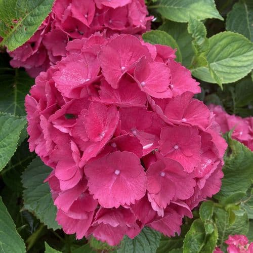 Hydrangea macrophylla Red Baron (Schone Brautznerin) Blue Large Specimen Plant