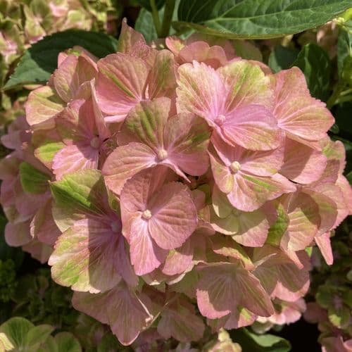 Hydrangea macrophylla Rembrandt Bella Pesche 'HORE1644' (PBR)