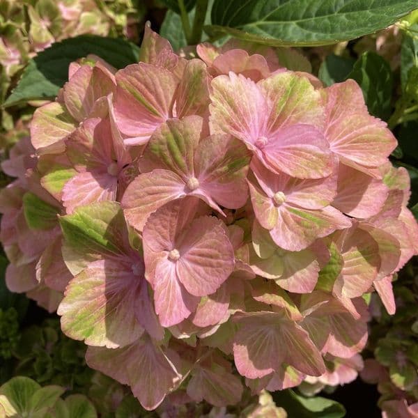 Hydrangea macrophylla Rembrandt Bella Pesche 'HORE1644' (PBR)