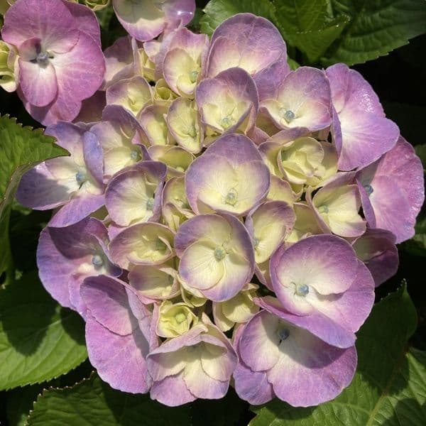 Hydrangea macrophylla Rembrandt Dolce Chic Blue