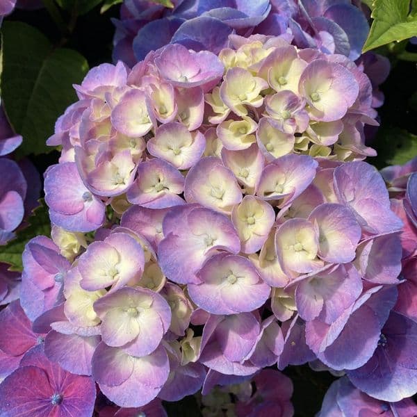 Hydrangea macrophylla Rembrandt Dolce Chic Blue