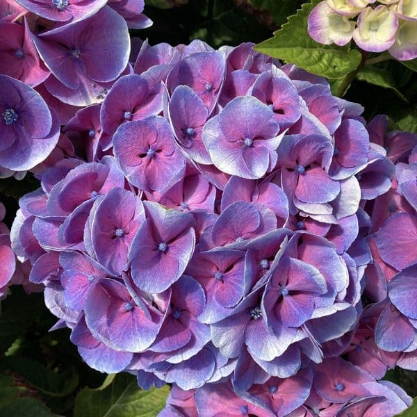 Hydrangea macrophylla Rembrandt Dolce Chic Blue