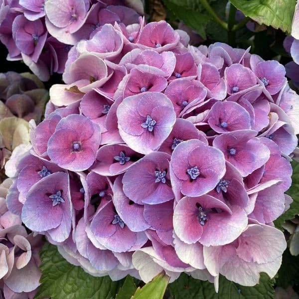 Hydrangea macrophylla Rembrandt Dolce Chic Blue