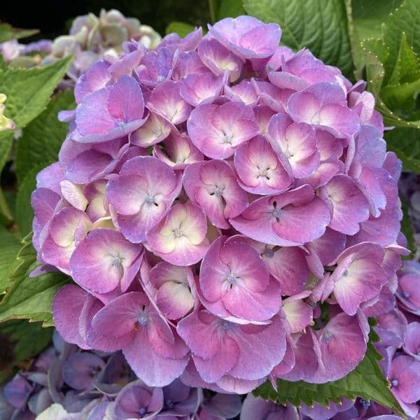 Hydrangea macrophylla Rembrandt Dolce Chic Blue