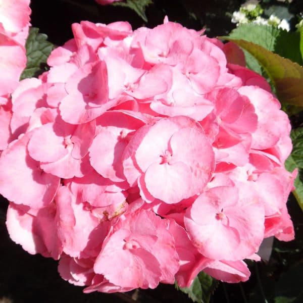 Hydrangea macrophylla Rembrandt Dolce Chic Large Specimen Plant