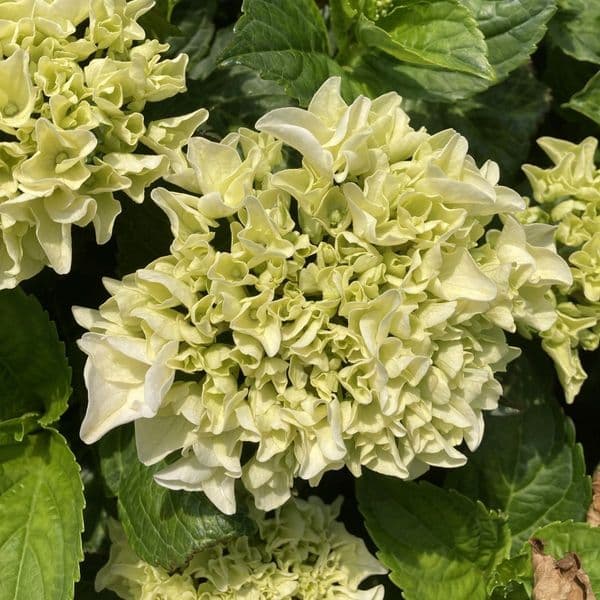 Hydrangea macrophylla Rembrandt Elegant Blue