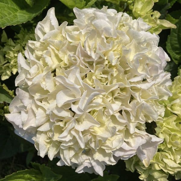 Hydrangea macrophylla Rembrandt Elegant Blue