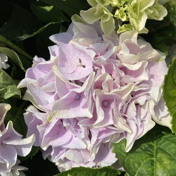 Hydrangea macrophylla Rembrandt Elegant Blue