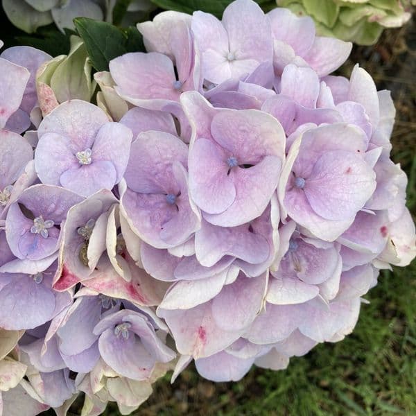 Hydrangea macrophylla Rembrandt Elegant Blue