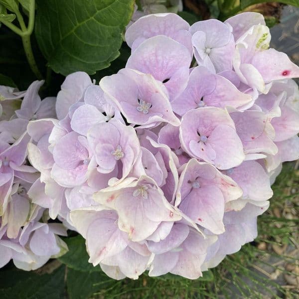 Hydrangea macrophylla Rembrandt Elegant Blue