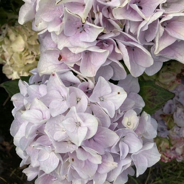 Hydrangea macrophylla Rembrandt Elegant Blue