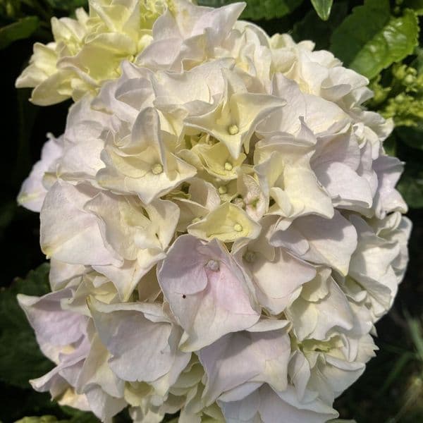 Hydrangea macrophylla Rembrandt Elegant Blue