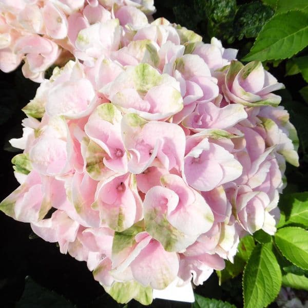 Hydrangea macrophylla Rembrandt Elegant Rosa
