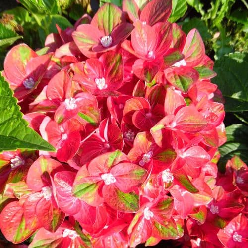 Hydrangea macrophylla Rembrandt Rosso Glory
