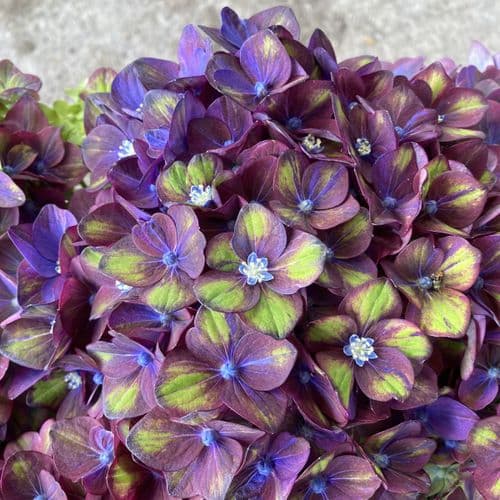 Hydrangea macrophylla Rembrandt Rosso Glory Blue