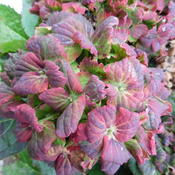 Hydrangea macrophylla Rembrandt Vibrant Verde