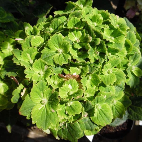 Hydrangea macrophylla Rembrandt Vibrant Verde