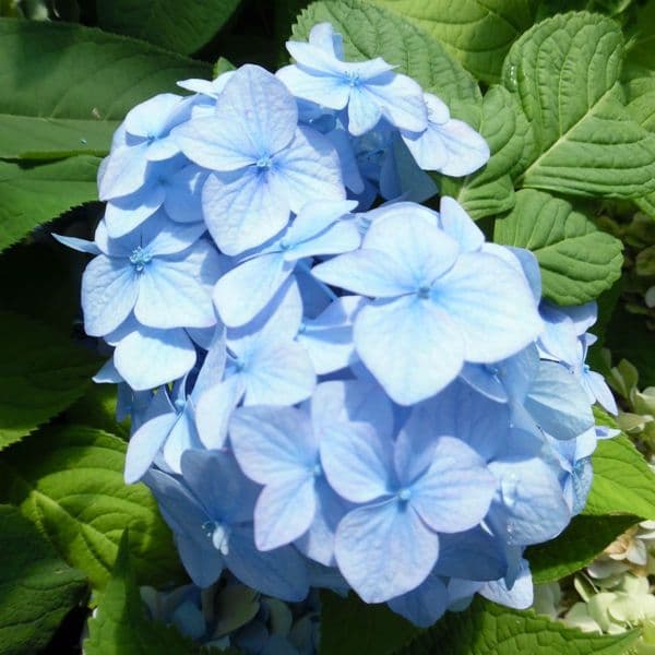 Hydrangea macrophylla Renate Steiniger (H) Large Specimen Plant
