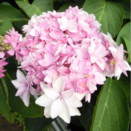 Hydrangea macrophylla Romance (You & Me Series) (H) - Pink