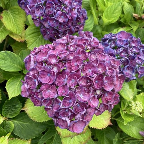 Hydrangea macrophylla Rosie Blue