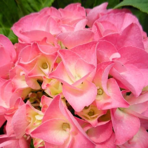 Hydrangea macrophylla Rosita (H) Large Specimen Plant