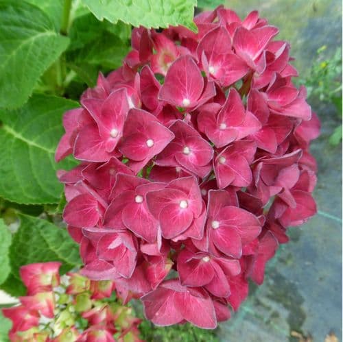 Hydrangea macrophylla Rouge Baiser (H)
