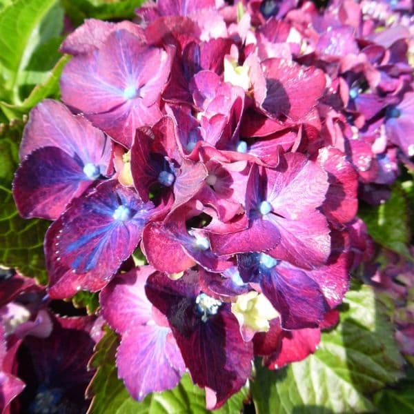 Hydrangea macrophylla Royal Red Blue