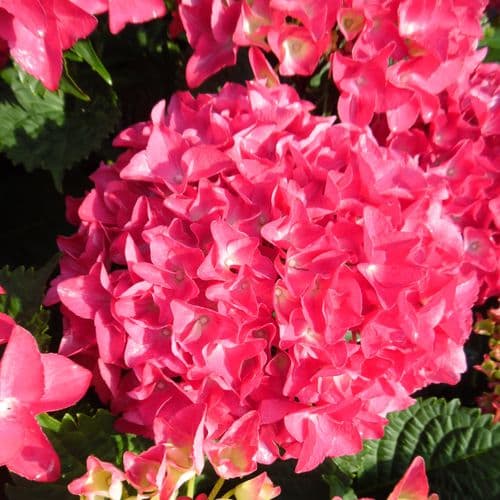 Hydrangea macrophylla Royal Red 'Hbarore' (PBR) (H)