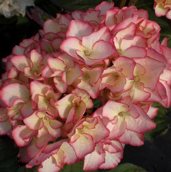 Hydrangea macrophylla Sabrina (PBR) (Dutch Ladies Series) (H)