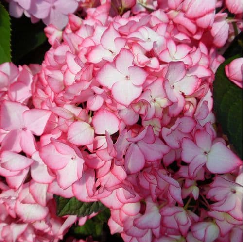 Hydrangea macrophylla Salsa (PBR) (Dutch Ladies Series) (H)